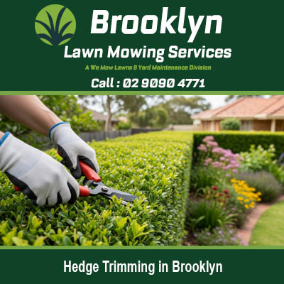 Hedge trimming in Brooklyn NSW with professional gardener using hand shears on residential hedges
