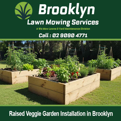 Raised veggie garden installation in Brooklyn NSW showing completed timber raised beds with growing vegetables